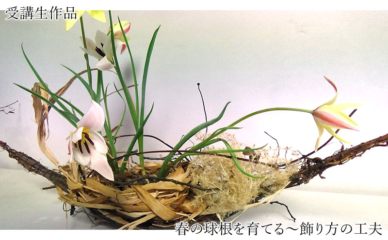 春の球根を育てる～飾り方の工夫 (1)