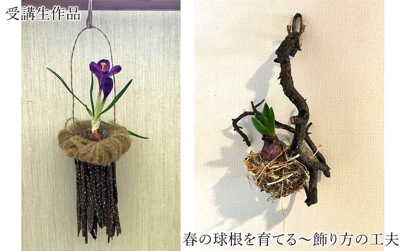 春の球根を育てる～飾り方の工夫 (2)